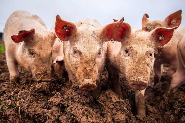 Das Landratsamt Lrrach warnt vor der Schweinepest