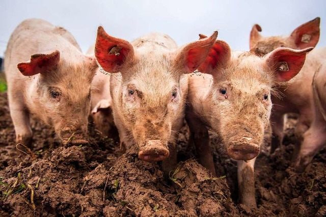 Denn die Afrikanische Schweinepest ist in Sdbaden angekommen (Symbolbild).  | Foto: Sina Schuldt (dpa)
