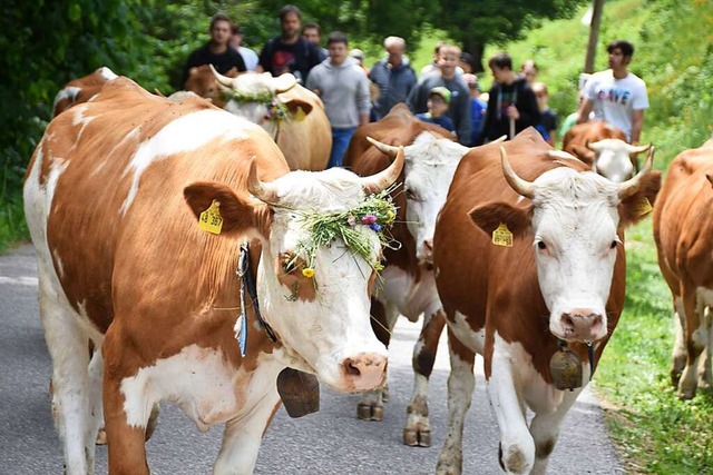 Die Jungtiere werden auf die Gemeinschaftsweide begleitet.  | Foto: Angelika Schmidt