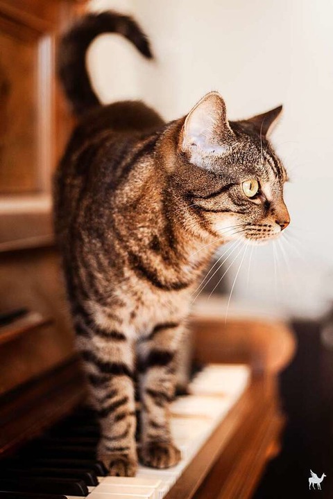 In ihren Werken beschftigt sich die Fotografin  auch mit Tieren.  | Foto: Laura-Madeleine Engler