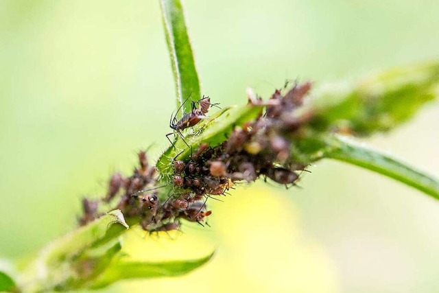 Blattluse befallen Pflanzen und knnen ihnen in groer Anzahl schaden.  | Foto: Robert Gnther (dpa)
