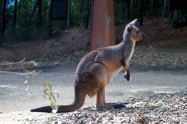 Ein westliches graues Riesenknguru im Wild Life Sydney Zoo.  | Foto: Carola Frentzen (dpa)