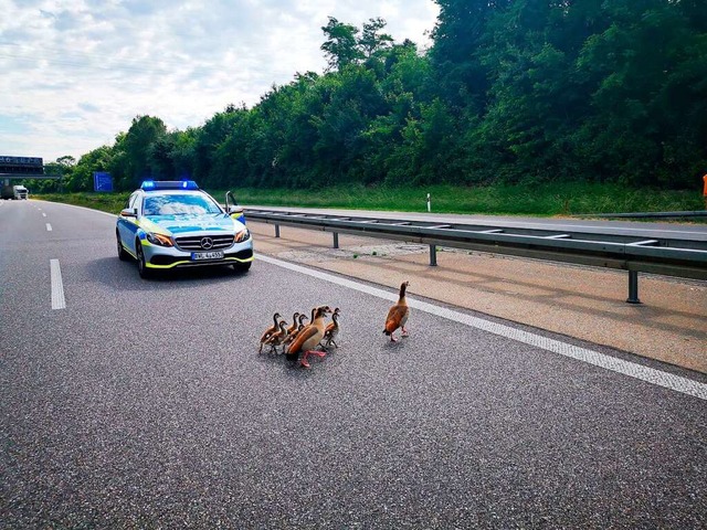 Damit eine Nilgansfamilie wohlbehalten...e die Polizei die A98 bei Eimeldingen.  | Foto: Polizeiprsidium Freiburg