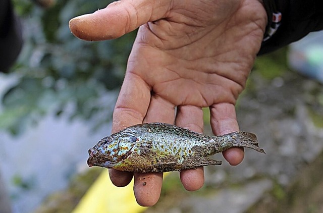 Ein Angler prsentiert einen Fisch.  | Foto: Harald Schwarz