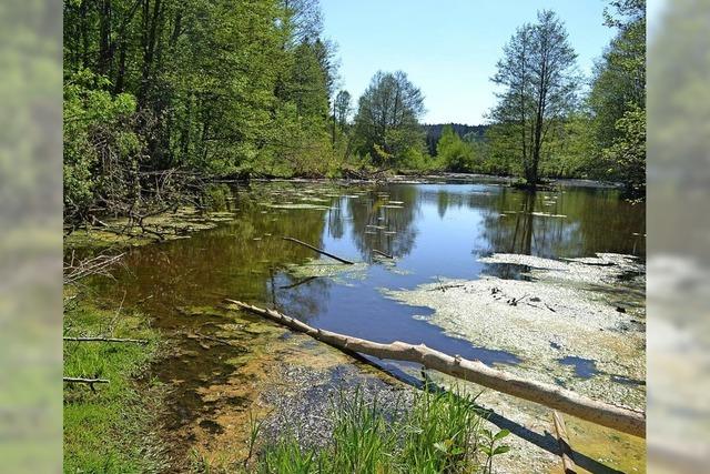 Kary-Weiher in Gefahr