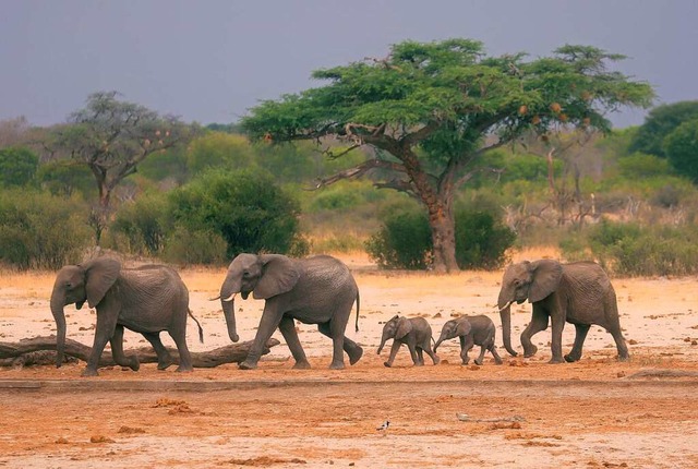 Eine Elefantenherde ist im Hwange-Nati...in Simbabwe auf der Suche nach Wasser.  | Foto: -