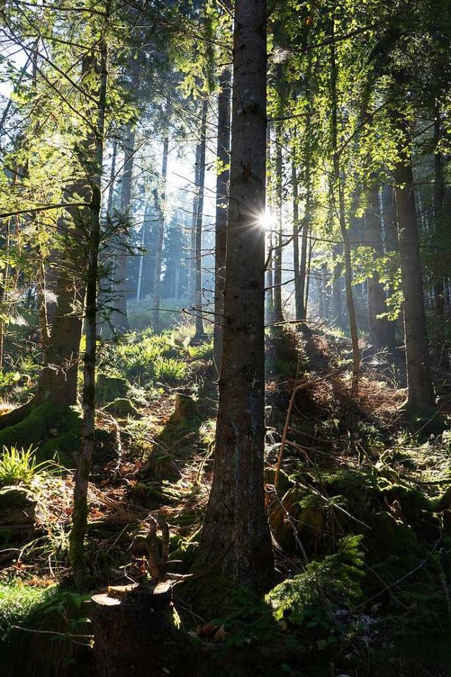 Im Wald sind Laubbume besser als Nade...n Hitze und den Borkenkfer gewappnet.  | Foto: Lisa Petrich