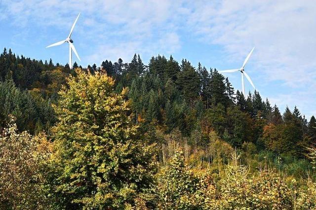 So wichtig ist der Freiburger Stadtwald fürs Klima