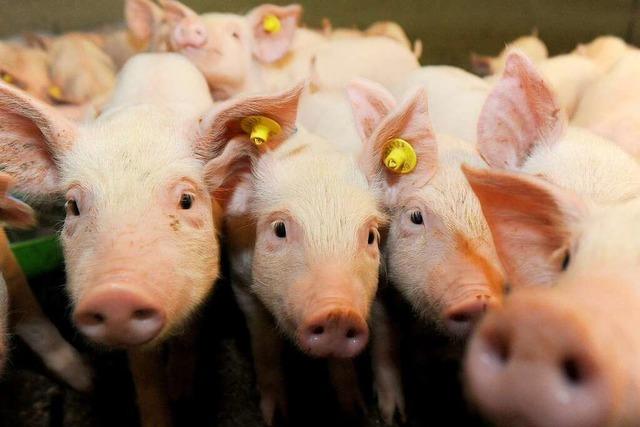 In Denzlingen soll ein neuer Stall für 792 Schweine gebaut werden
