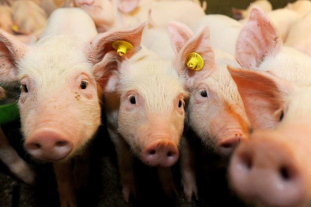 Ferkel in einem Schweinestall  | Foto: Ingo Wagner