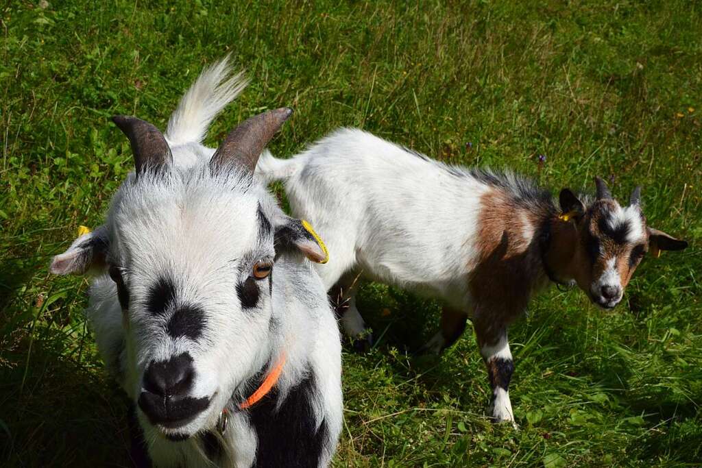 Initiative wants to bring more goat meat to Black Forest restaurants – Breisgau-Hochschwarzwald district