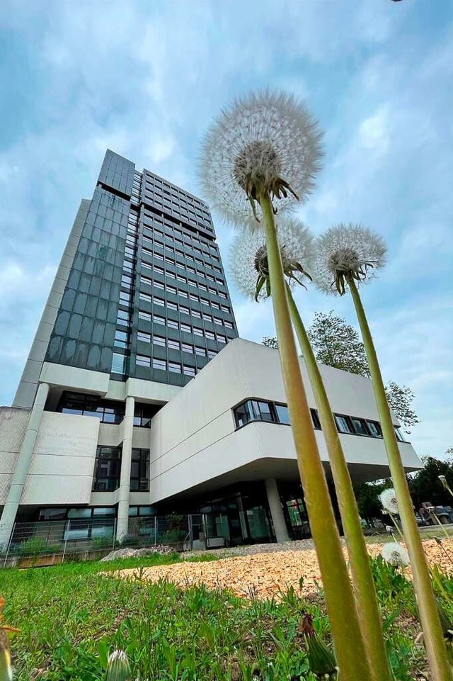 Pusteblumen wachsen vor dem Rathaus be... soll eine bunte Wiese dort entstehen.  | Foto: Barbara Ruda