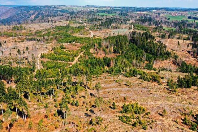 Klimawandel zwingt auch im Ortenaukreis zum Umbau der Wälder