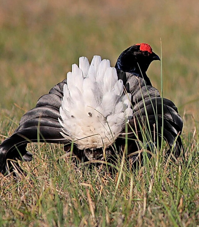 Ein kmpfender Birkhahn  | Foto: Torsten Kirchner (dpa)