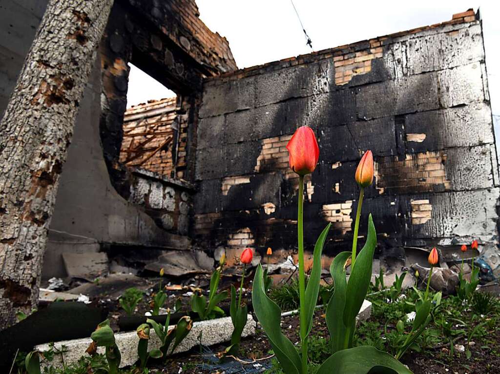 27. April: Whrend die Bomben fliegen, zeigen sich in Irpin dennoch die floralen Frhlingsvorboten.