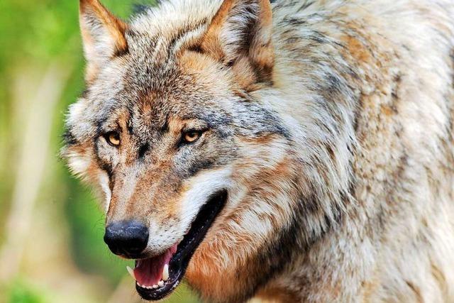 Breitnau: Wolf knnte drei Schafe gettet und weitere verletzt haben