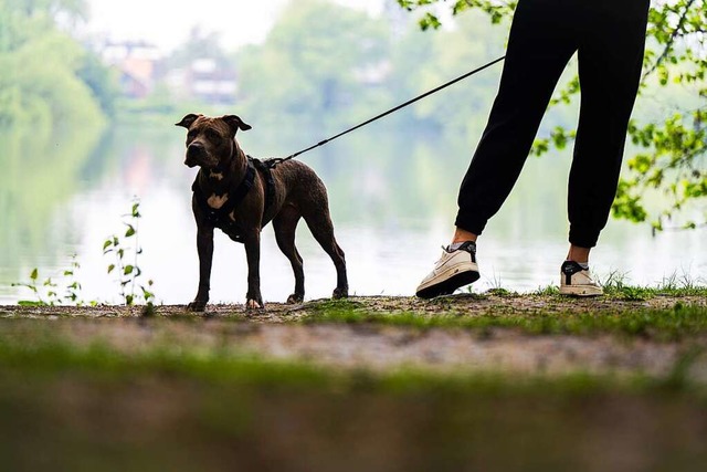 Hunde mssen an die Leine &#8211; von ...Stadtgrenze Emmendingens. (Symbolbild)  | Foto: Mohssen Assanimoghaddam (dpa)