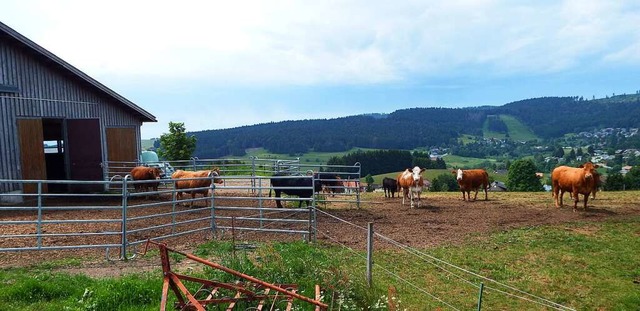 Auf dieser Flche im Riesenbhl in Herrischried wurde die Kuh verletzt.  | Foto: Wolfgang Adam