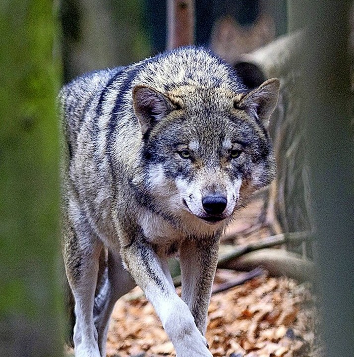 War ein Wolf in Herrischried?  | Foto: Klaus-Dietmar Gabbert (dpa)
