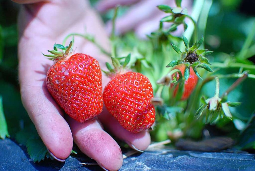 Erdbeeren sind sensibel und müssen deshalb von Hand gepflückt werden.  | Foto: Louis Groß