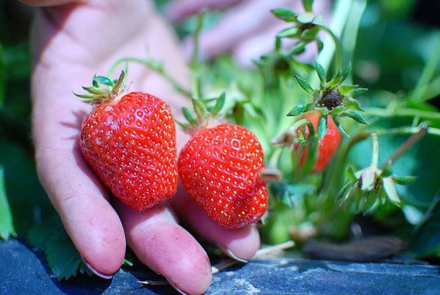 Erdbeeren sind sensibel und mssen deshalb von Hand gepflckt werden.  | Foto: Louis Gro