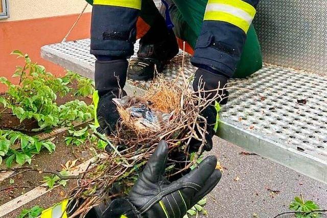 Staufener Feuerwehr rettet Jungvögel aus abgebrochenem Ast