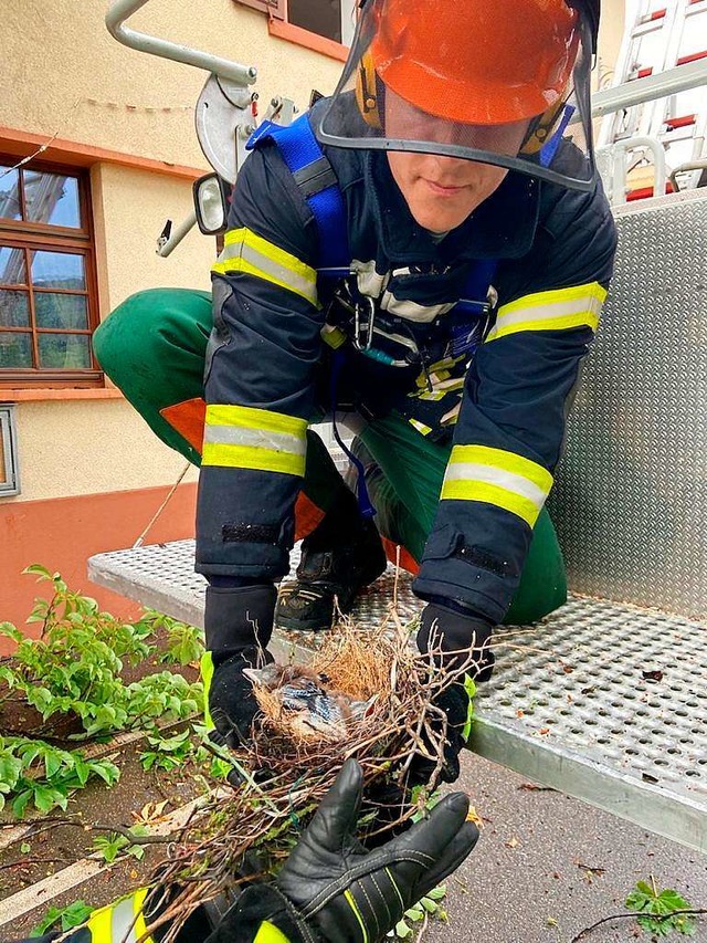 Behutsam setzten die Feuerwehrleute das Nest um.  | Foto: Feuerwehr Staufen