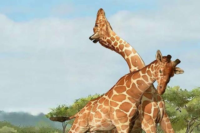 Studie: Giraffen haben durch ihren langen Hals Vorteile beim Kopfkampf