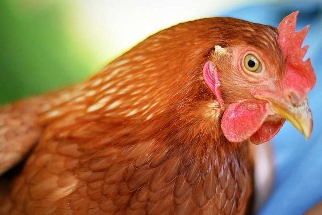 In Colmar helfen Hühner bei der Abfallbeseitigung