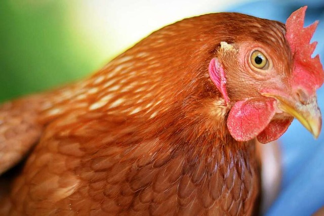 Das Huhn als Mllentsorger beziehungsweise -verwerter (Symbolbild)  | Foto: Kathrin Blum