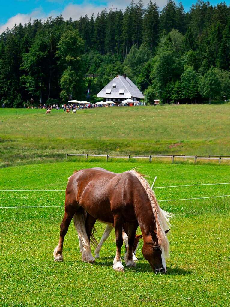 Im Hochschwarzwald wurde wieder der traditionelle Mhlentag gefeiert.