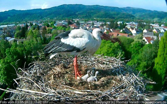 Auch wenn hier nicht alles zu sehen si...schlpft. Eines davon lebt nicht mehr.  | Foto: Regiowebcam Thomas Varadi