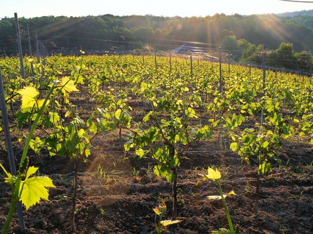 Abschlussabend im Weingut „Kazimierskie Wzgorza“