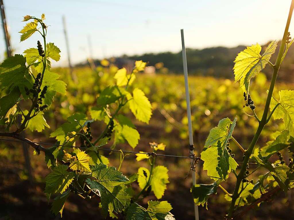 Abschlussabend im Weingut „Kazimierskie Wzgorza“