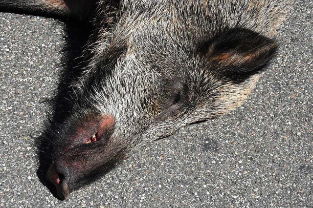 Ein erlegtes Wildschwein in Teningen w... Katzen tdlich verluft. (Symbolbild)  | Foto: Kathrin Ganter