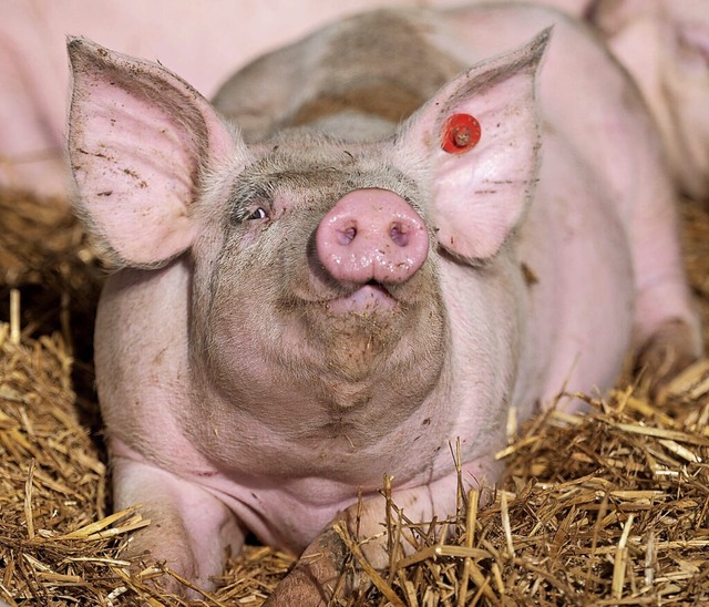 Wie das Schwein gehalten wird, das soll nun dargestellt werden.  | Foto: Marijan Murat (dpa)