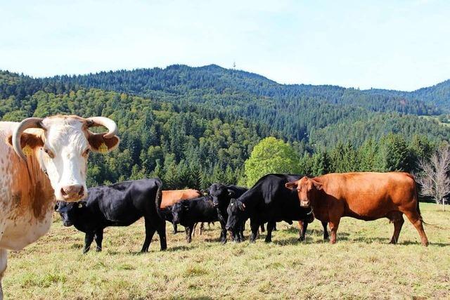 Mehr als 200 Rinder pflegen die Landschaft im Oberen Kandertal