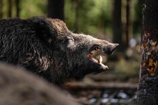 Ein Wildschwein in Teningen war von der Pseudowut befallen. (Symbolbild)  | Foto: Nicolas Armer (dpa)