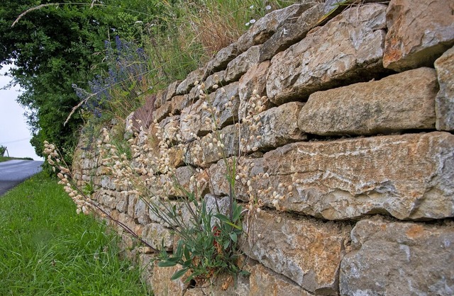 Trockenmauern hnlich dieser in Feldbe...n und damit kologisch sehr wertvoll.   | Foto: Volker Mnch