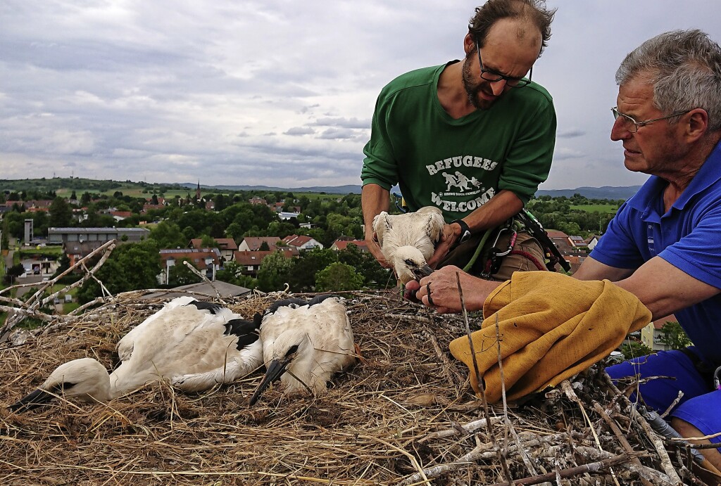 Young storks ringed in Hugstetten – March