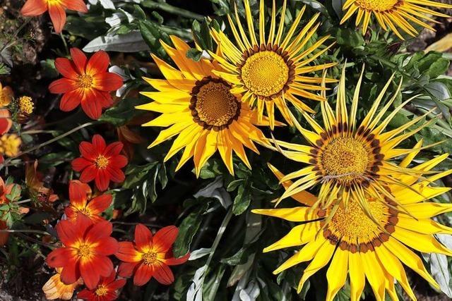 Großeinsatz für neue Blütenpracht auf der Landesgartenschau in Neuenburg