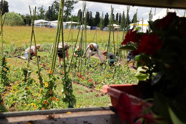 Das Pflanzen des Sommerflors erfordert viele fleiige Hnde.  | Foto: Alexander Huber