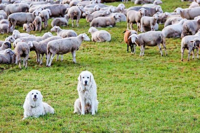 Knnen Herdenschutzhunde das drohende Wolfsproblem im Schwarzwald lsen?