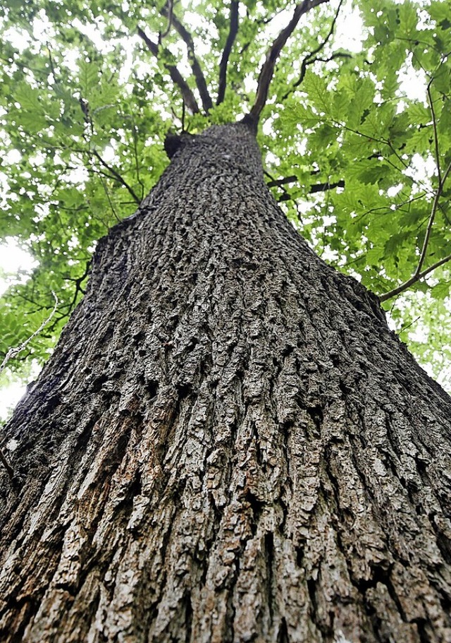 Die Eiche liefert wertvolles Holz  | Foto: Roland Weihrauch