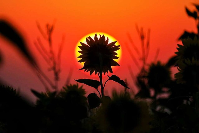Sonnenaufgang  | Foto: Thomas Warnack (dpa)