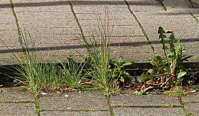 Mit Wasserdampf soll Unkraut in Simonswald bekmpft werden.  | Foto: Thomas Winckelmann