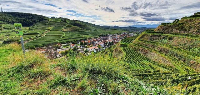 Der Kaiserstuhl ldt besonders zum Wan...maweg trgt die Wanderroute zur Recht.  | Foto: Julius Wilhelm Steckmeister