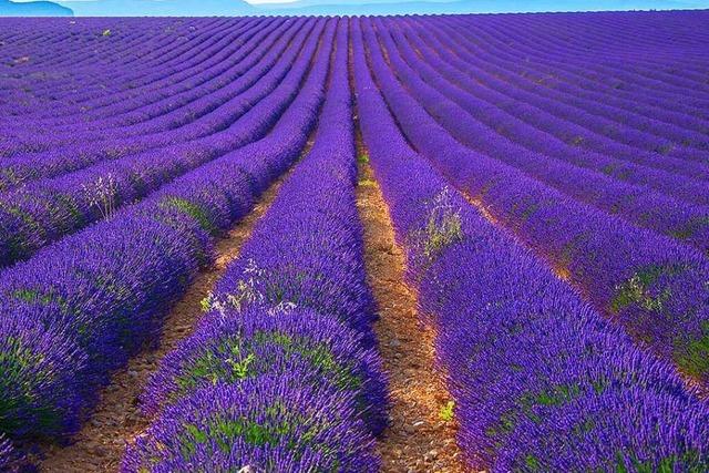 Lavendelblüte auf dem Plateau de Valensole