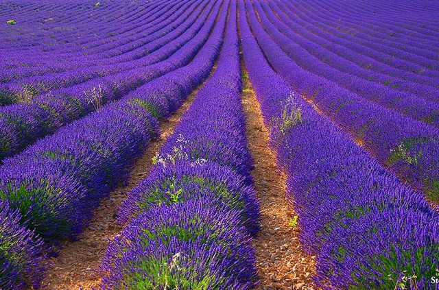 Lavendel, Plateau de Valensole  | Foto: BZ