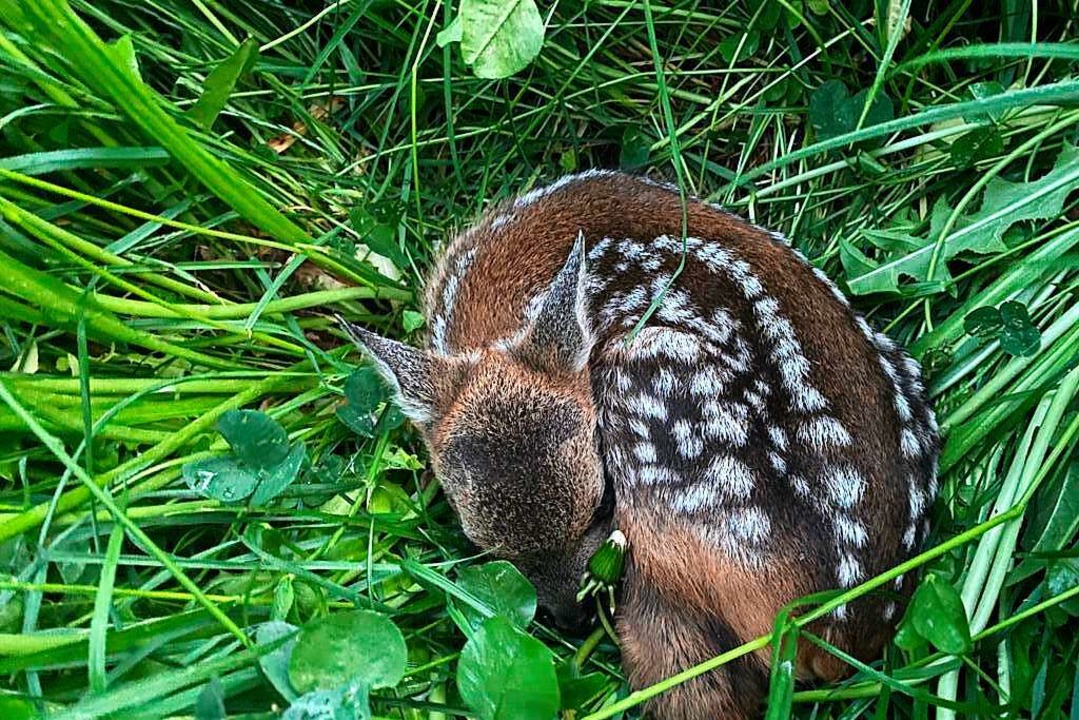 Gut versteckt im hohen Gras: Dieses Re...Wildtierschützer im Dreisamtal retten.  | Foto: Hansjörg Schwarz
